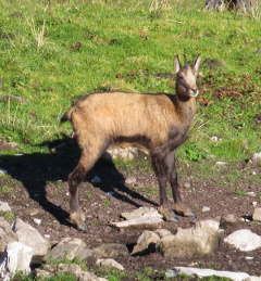 Jährlingsbock